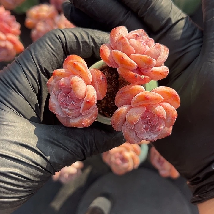 3405，三头星影带盆发的时候