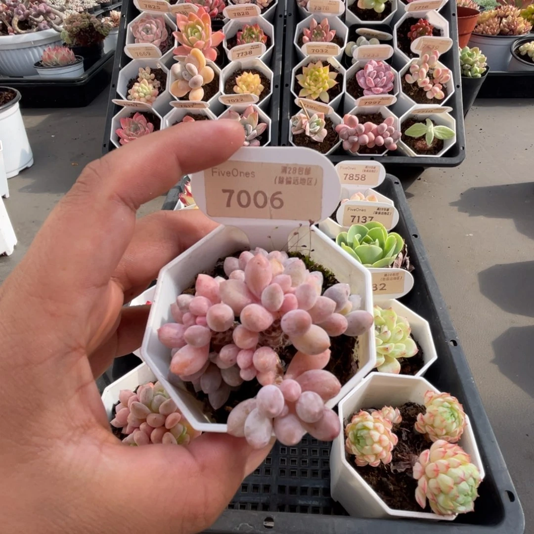 7006婴儿手指4.5厘米