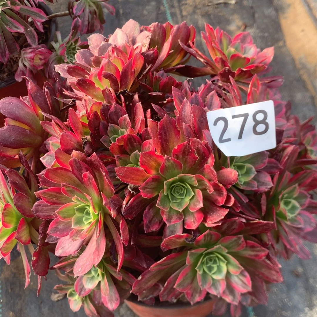 278安娜多肉植物