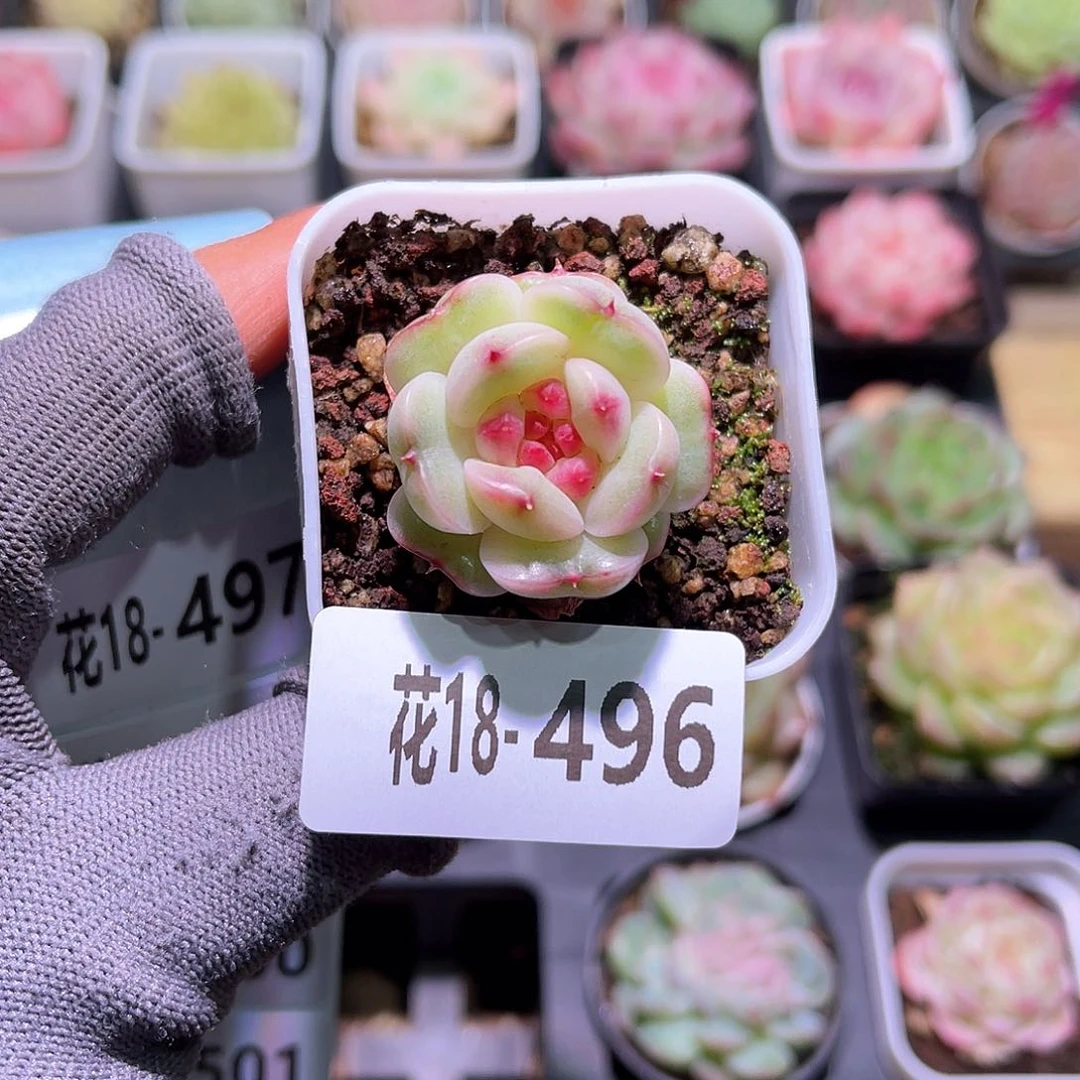 花18-496新品单头