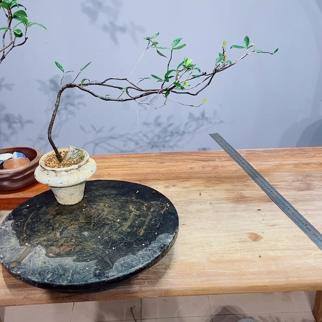 无花朵毒*感谢您的支持和配合和信任