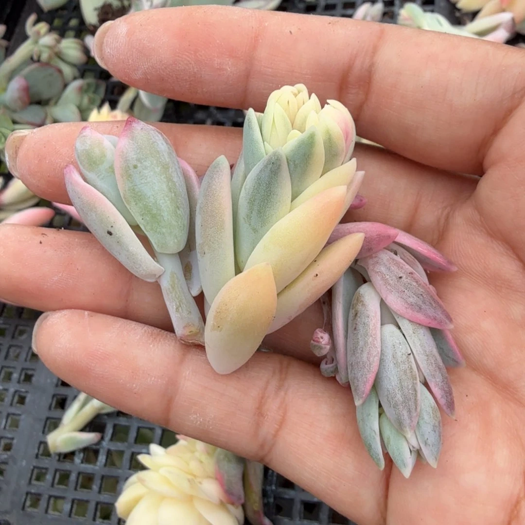 一组蓝色妖姬 奶茶锦 蜜桃