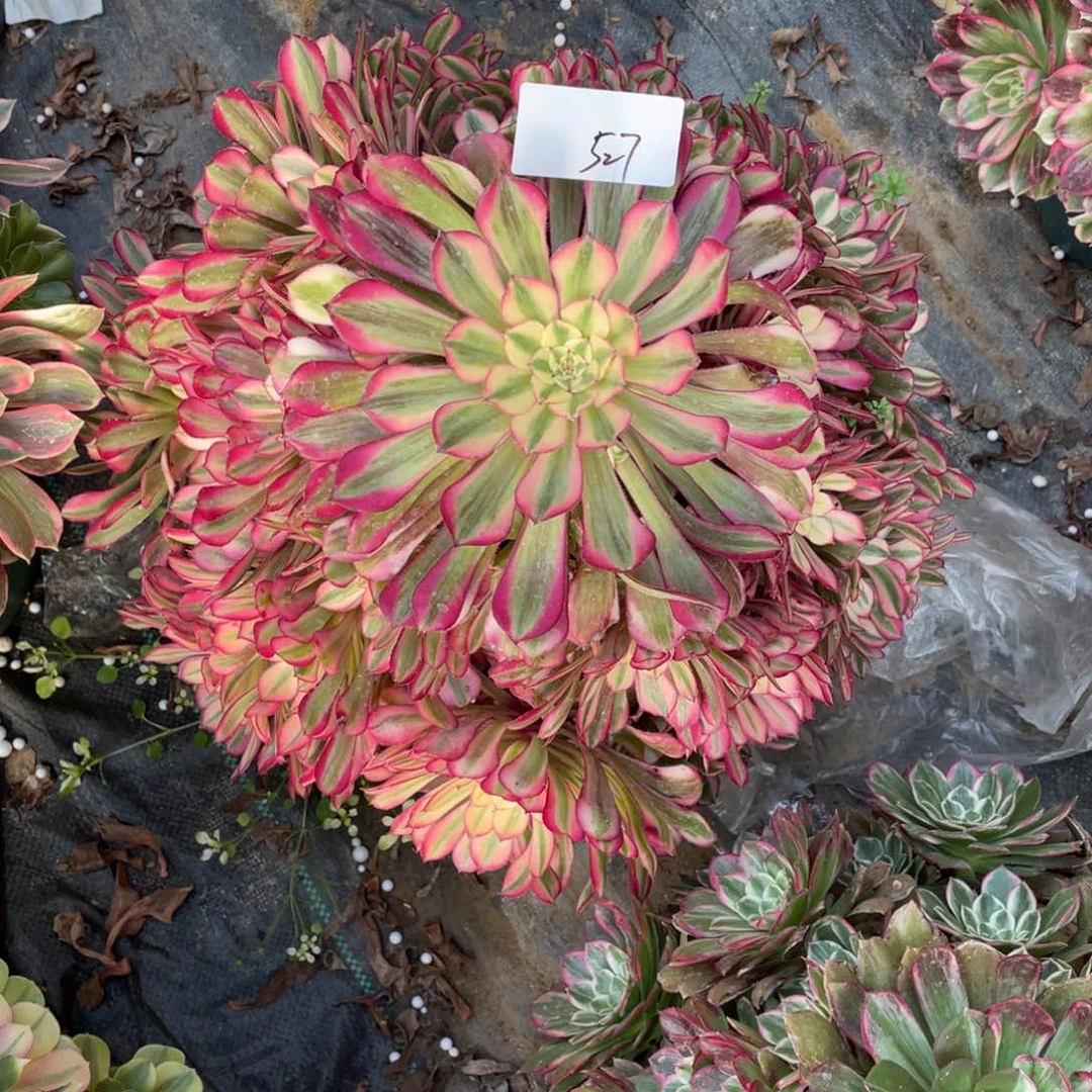 薄**光老五多肉5271111111