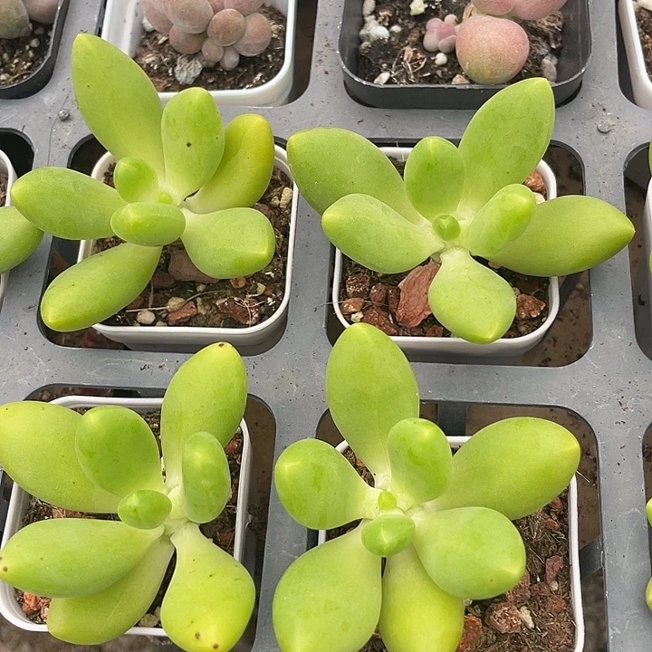 芒果奶大单头随机发满18包邮