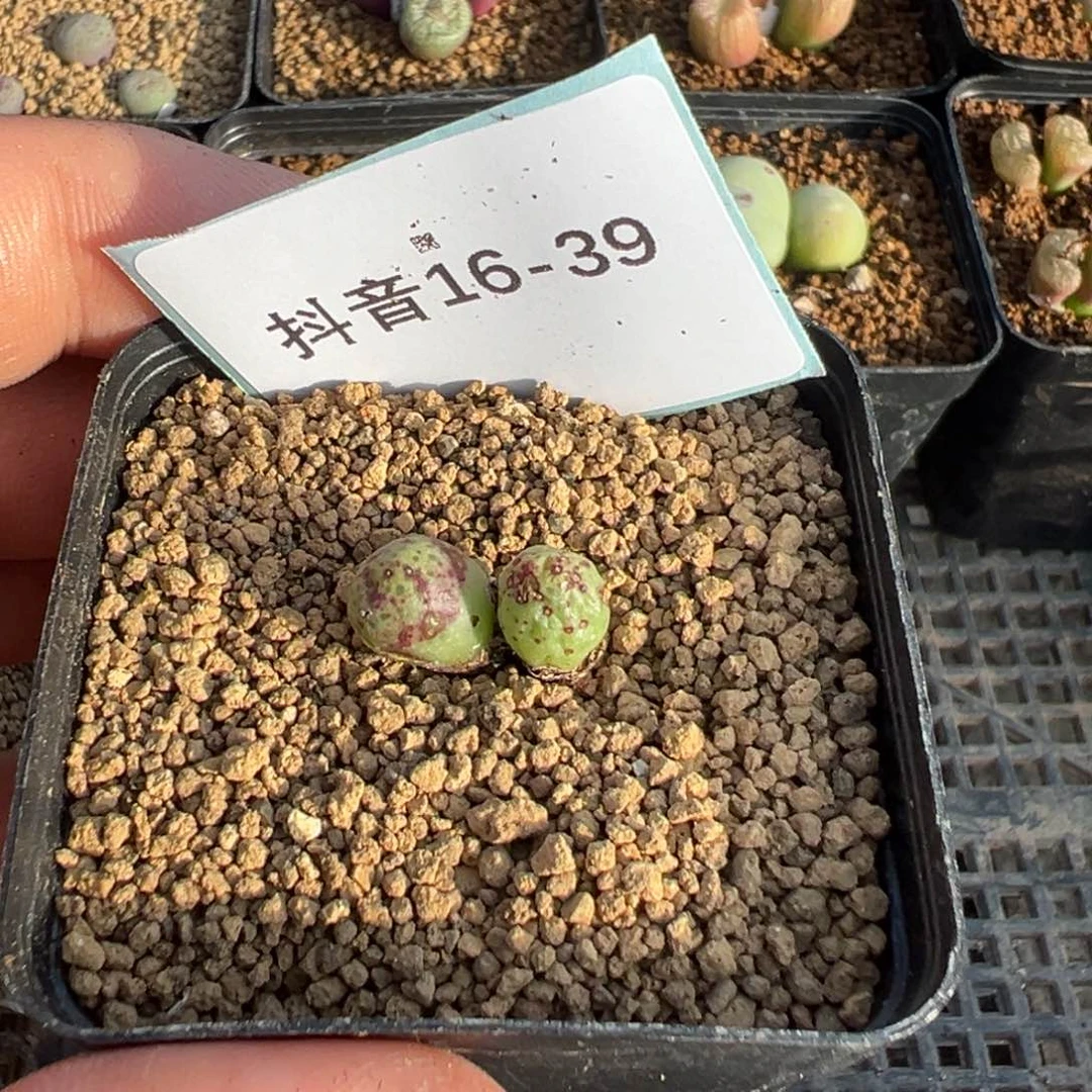 冬*?16-39斑马多肉植物