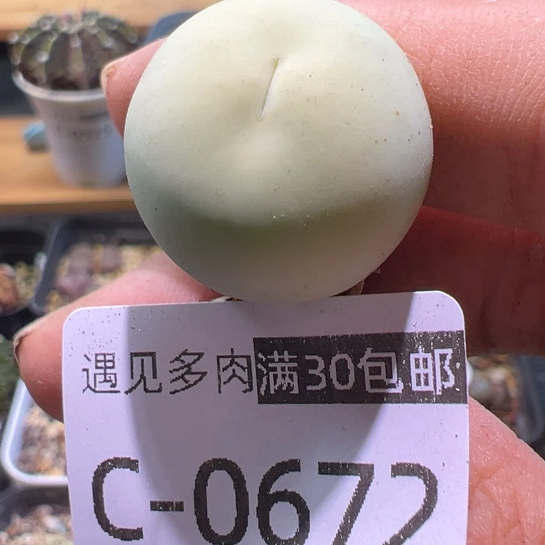 多肉植物111111111