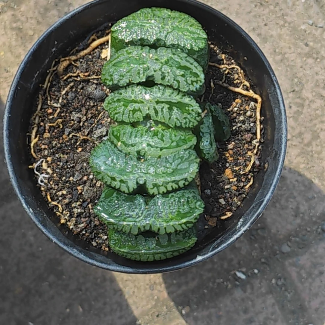 海盗玉扇多肉植物