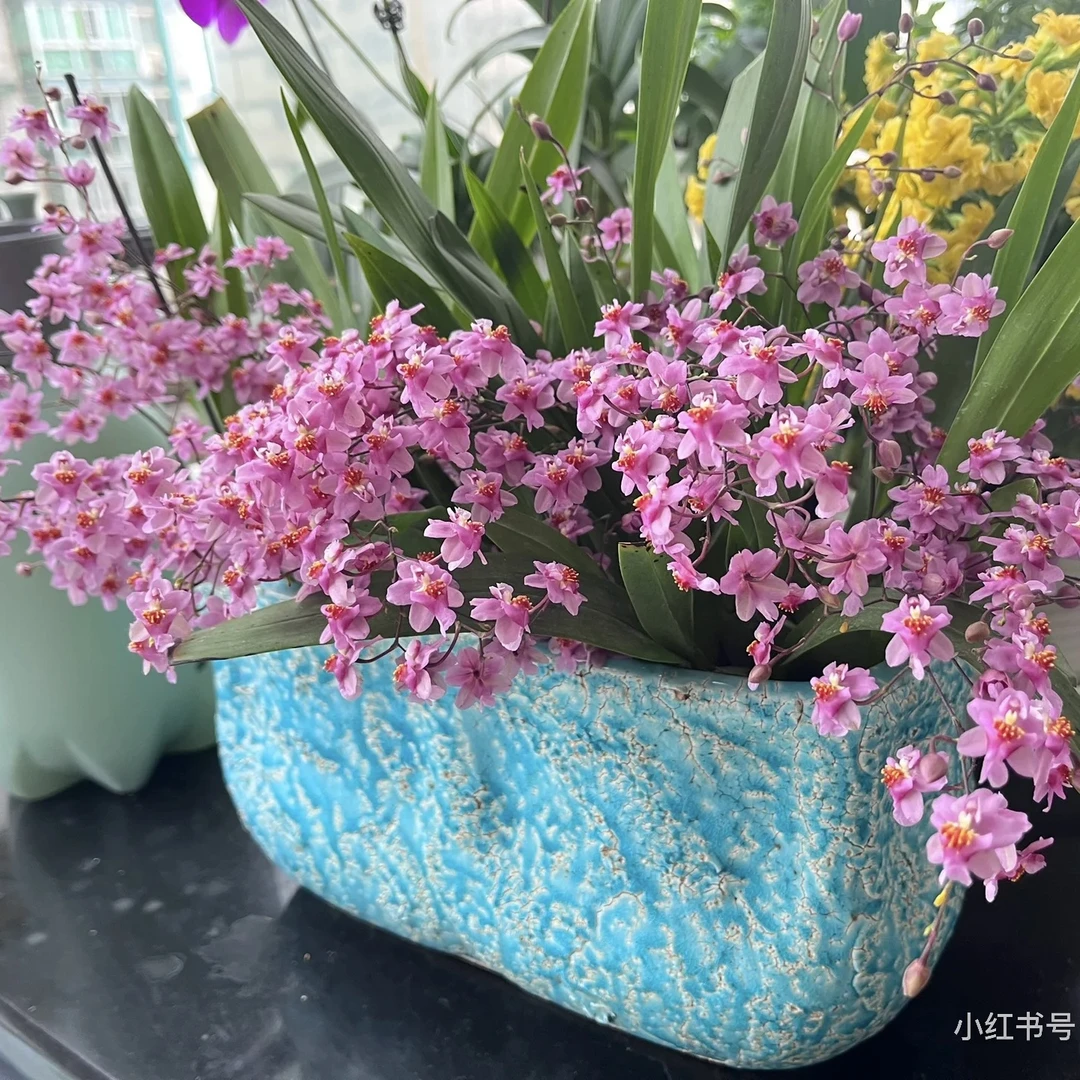 《光宗粉》  5支  梦香兰/光照下香味浓郁/适合阳台 客厅好养护