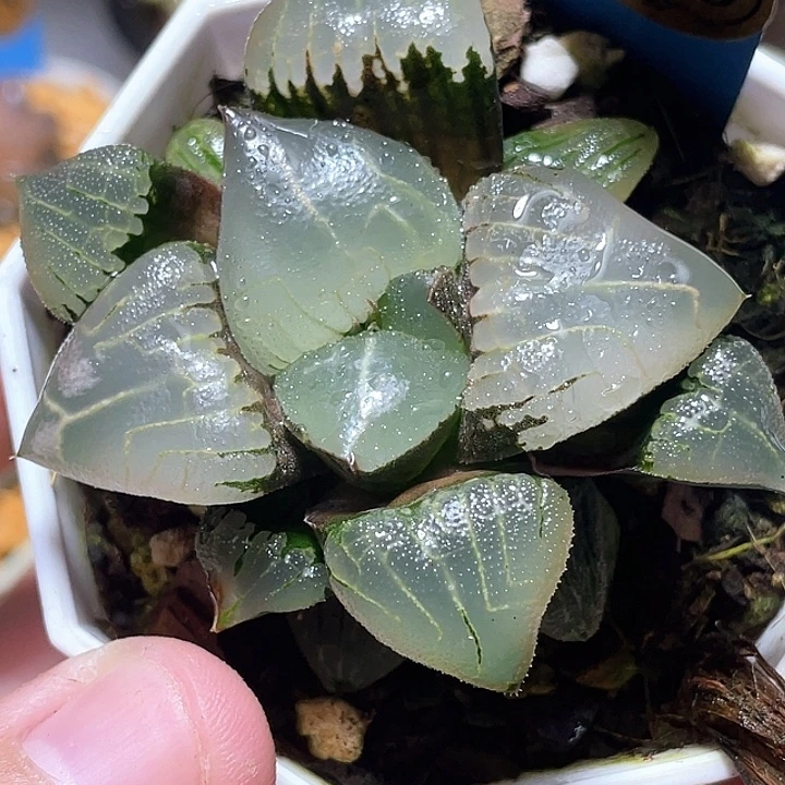 673芸窗新糯阿特选福利