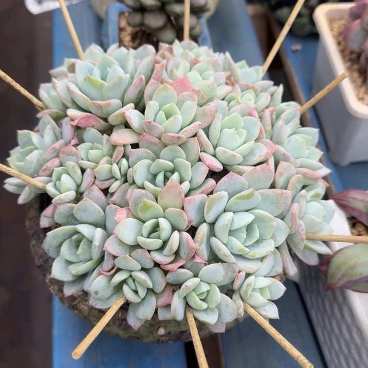 桃***丝桃花靓群多肉一物一拍