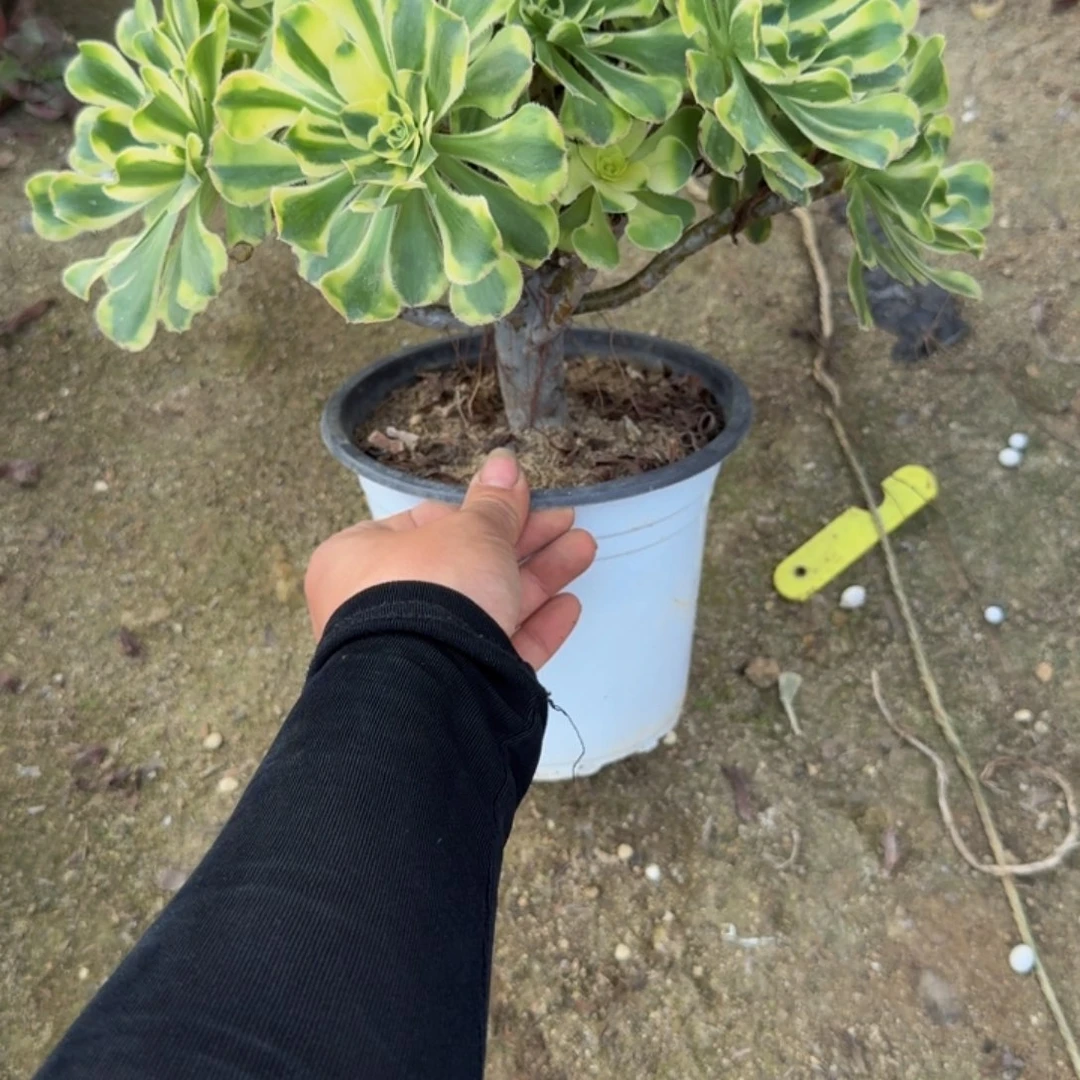 888保时捷 多肉植物