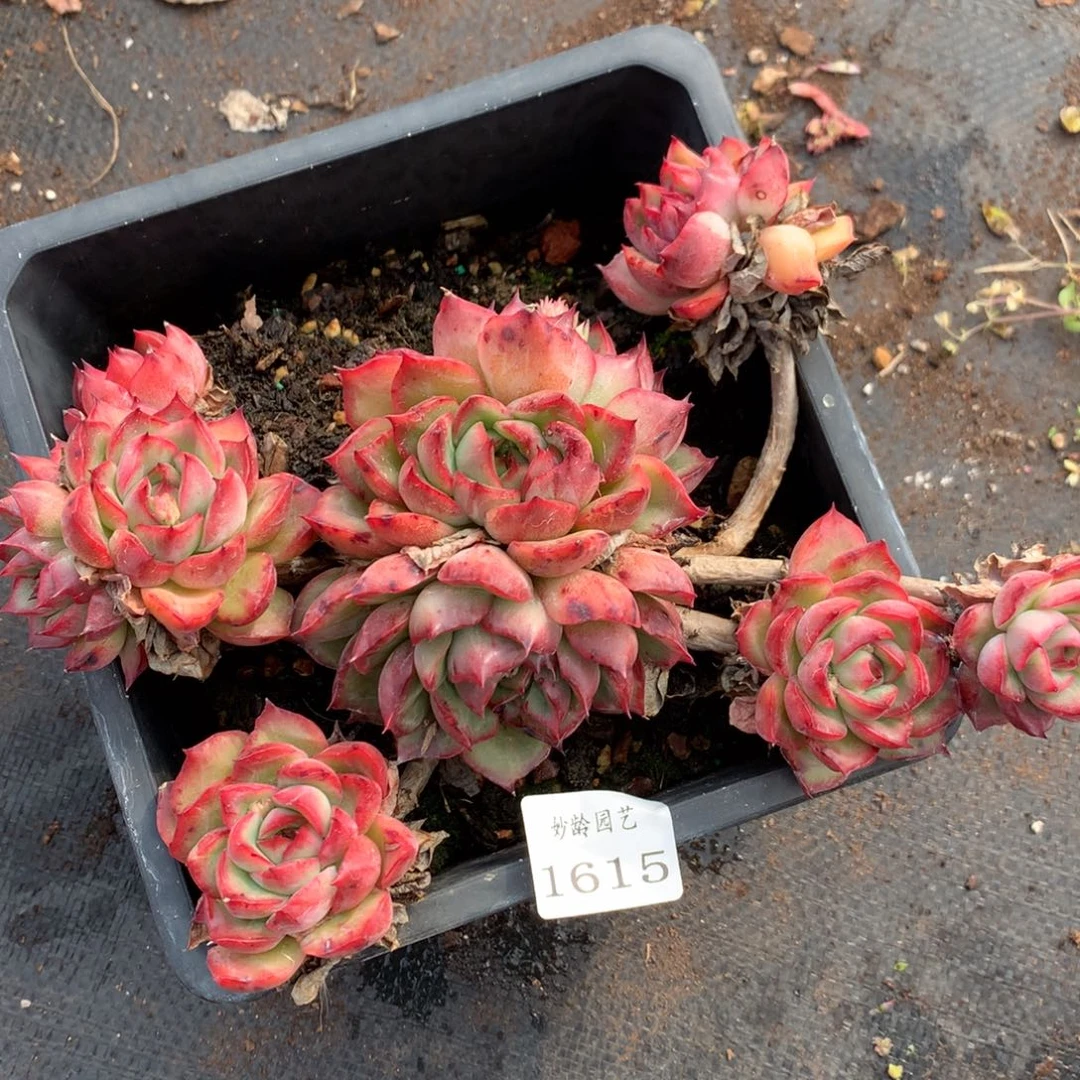 1615不包整散掉头特价不售后