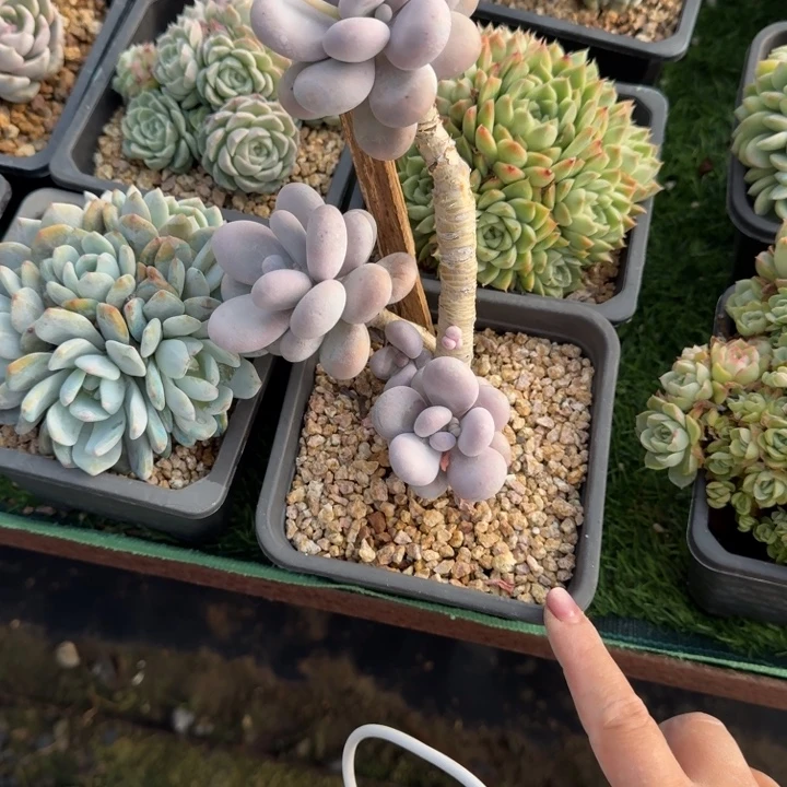 原始大叶奶多肉植物绿植