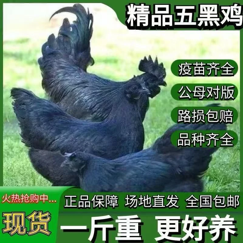 一斤发货五黑鸡绿壳蛋鸡活鸡到家宠物鸡
