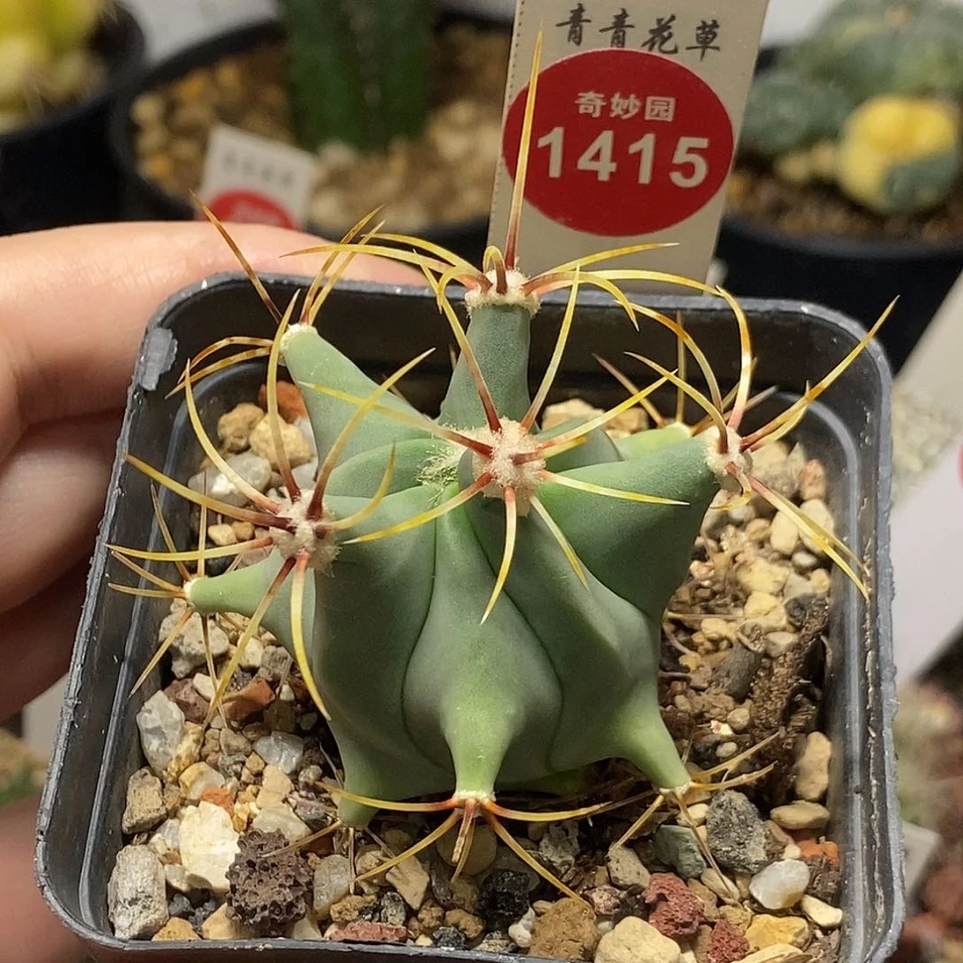 实生花刺春楼一颗仙人球