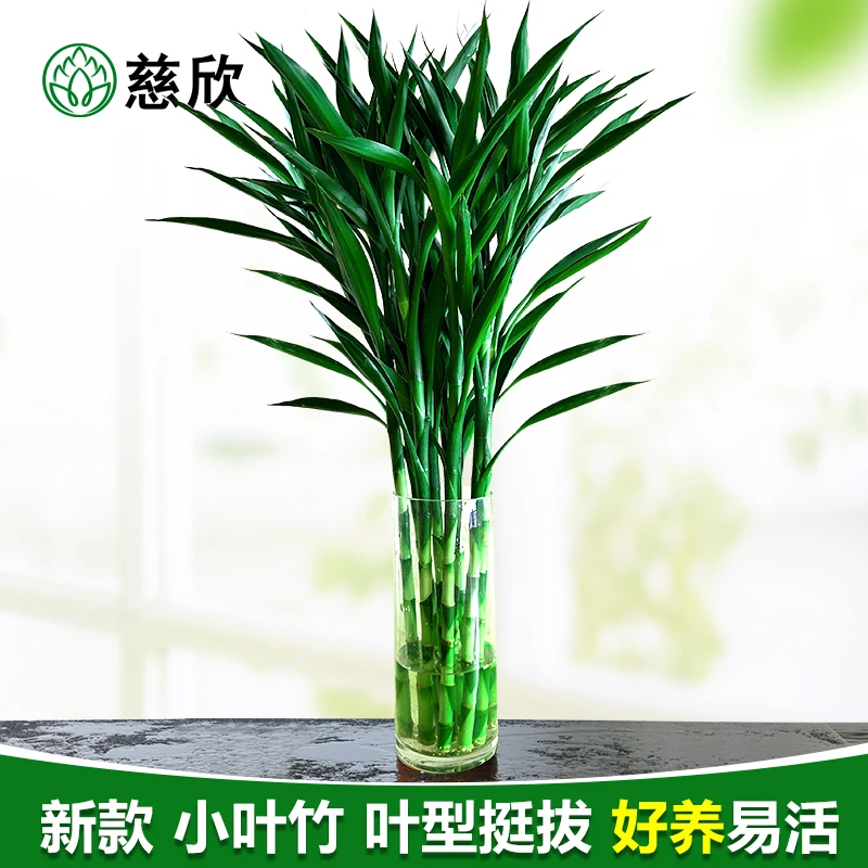 小叶招财竹发财竹富贵竹转运竹水培植物客厅室内水养绿植花卉好养