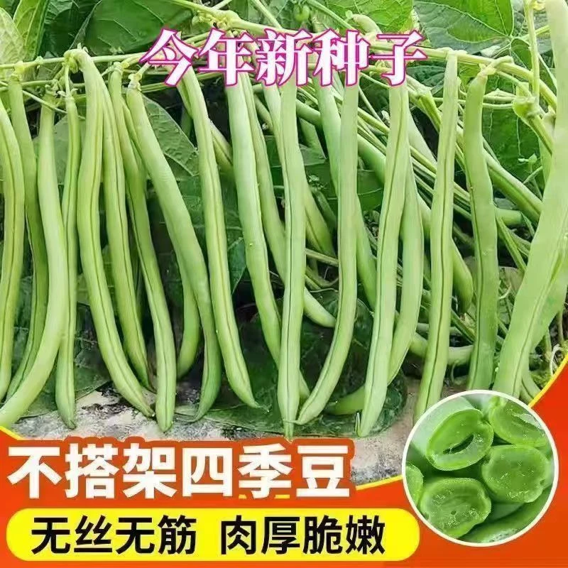 无架四季豆种子四季豆种籽高产不搭架春夏秋蔬菜豆角种子蔬菜种子