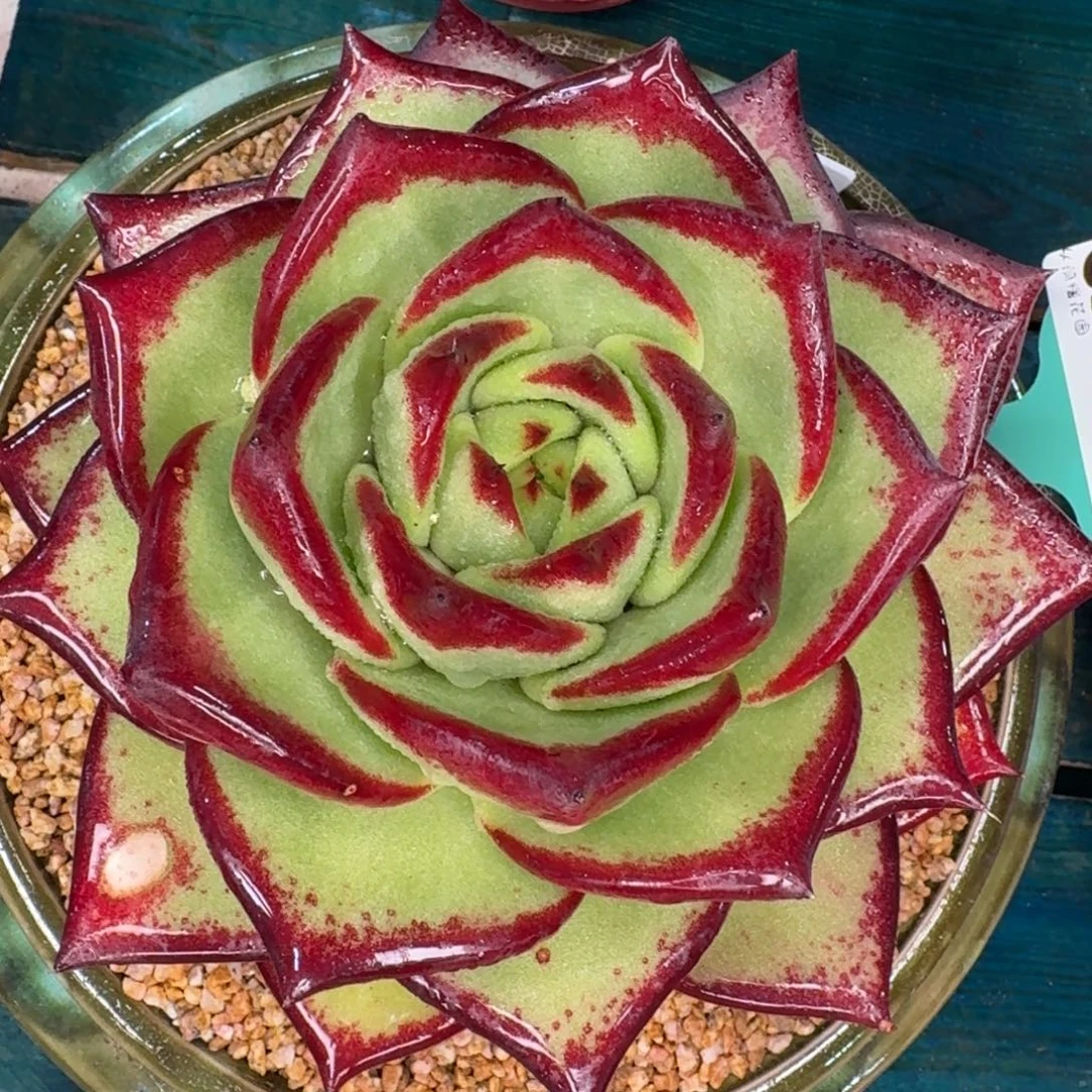 从前慢花园多肉编号1231-127