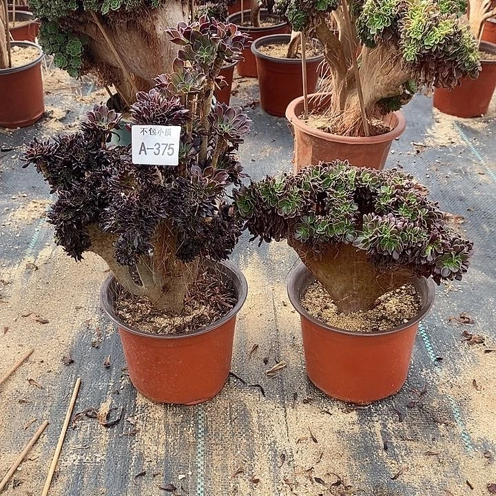 375 黑法师缀带几处虫咬欧紫缀共2颗