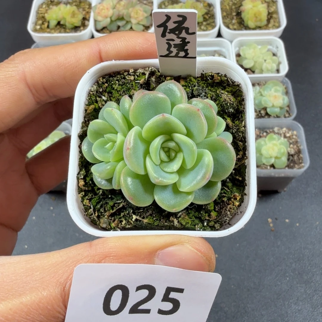 甜心绿头三头一物一拍025