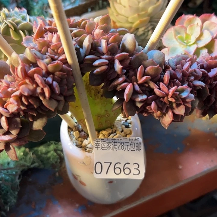 幸运的是我还没遇到幸运