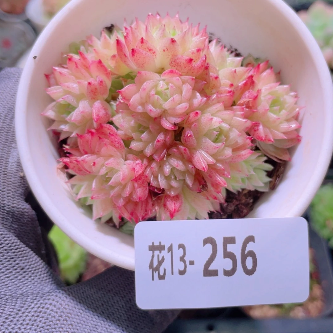 花利美13-256麦秆群