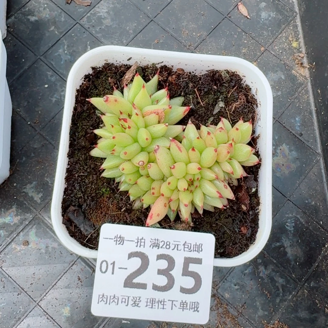 虎鲸缀化无盆土无发货无盆土发货无