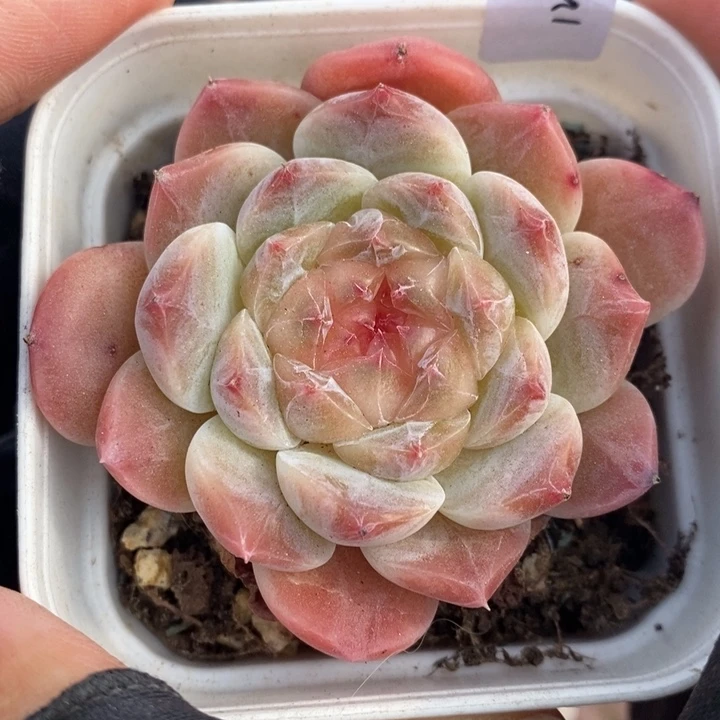 1221-524，糯心魄多肉