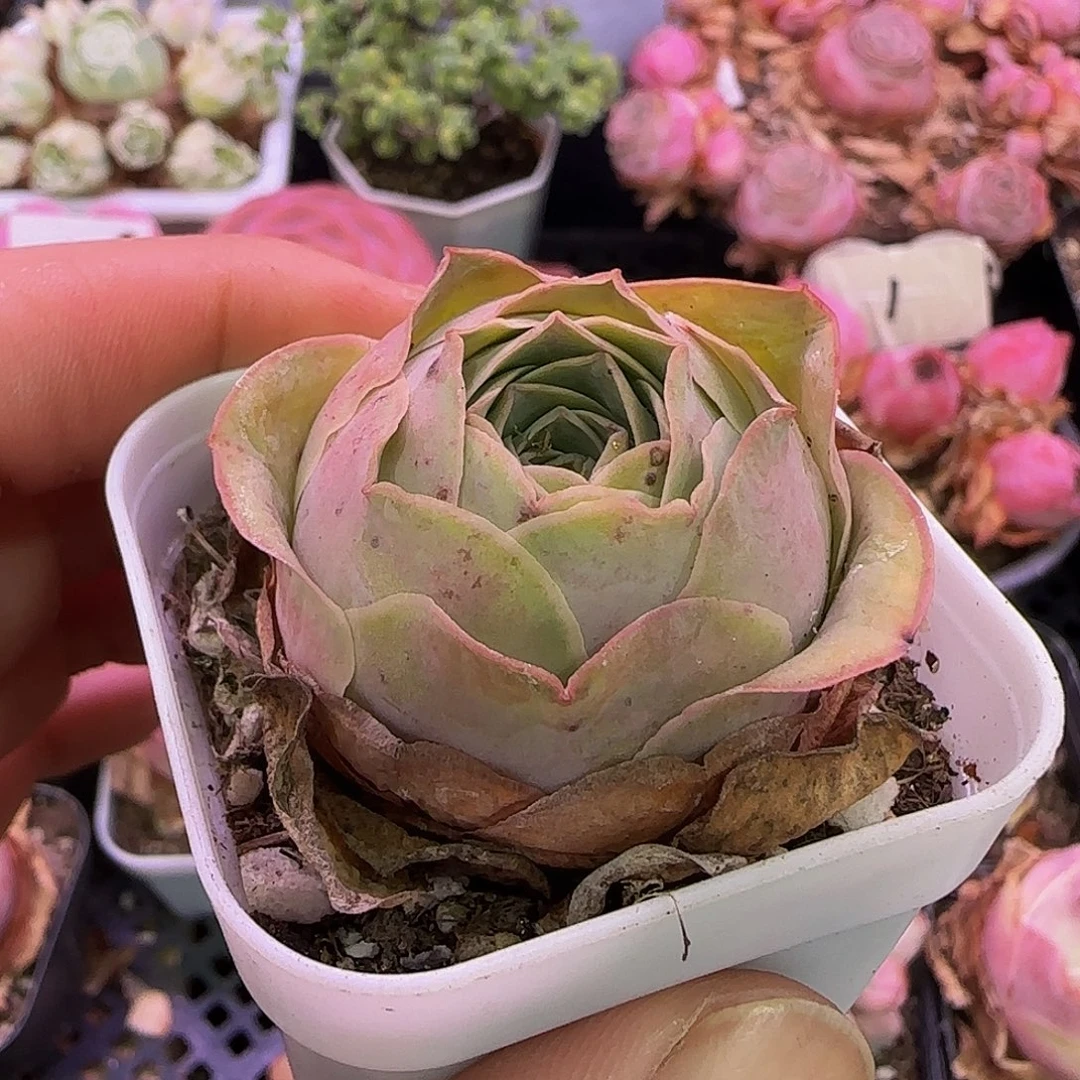 是****极小新品玻璃心慎拍非偏远包邮