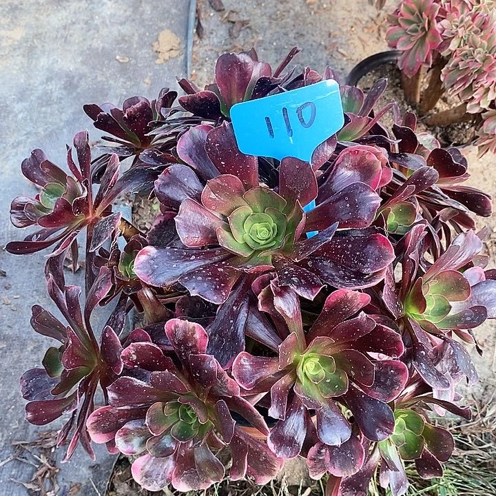 110 一颗爱神法师多肉