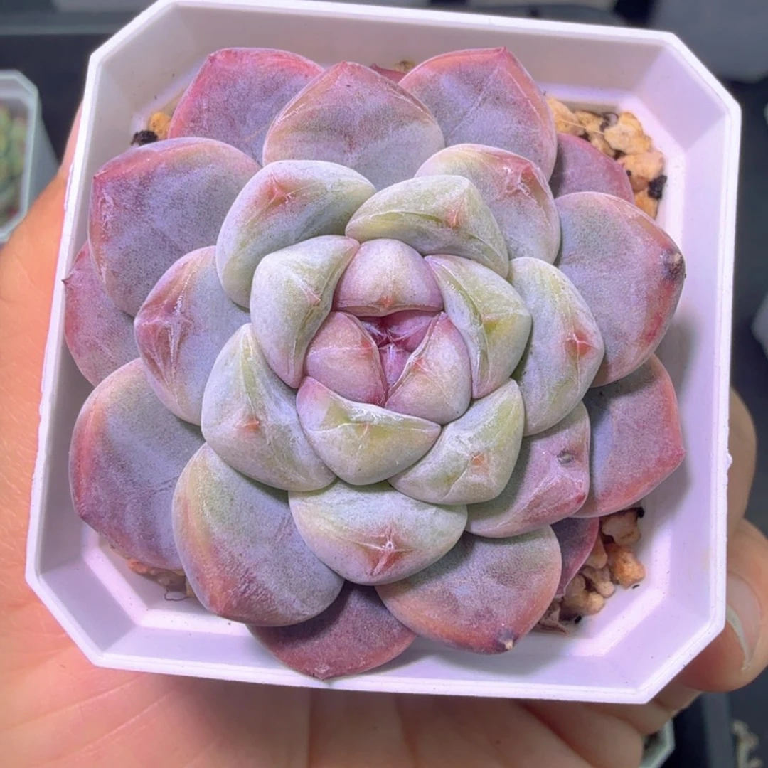 不知名多肉二十包邮