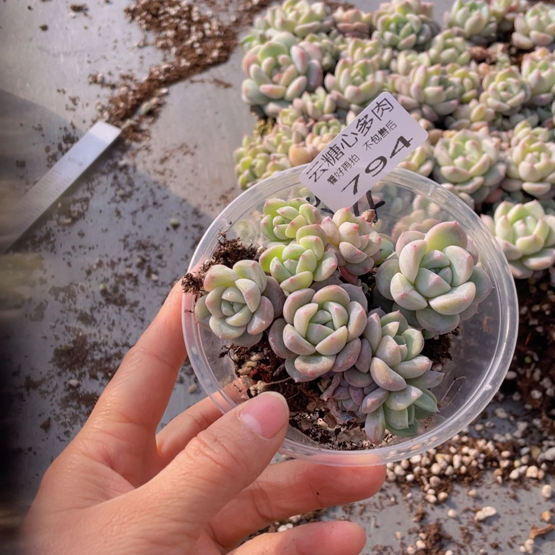 希*云糖心多肉植物794