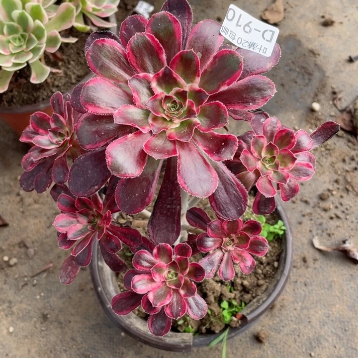 910香多肉123456789