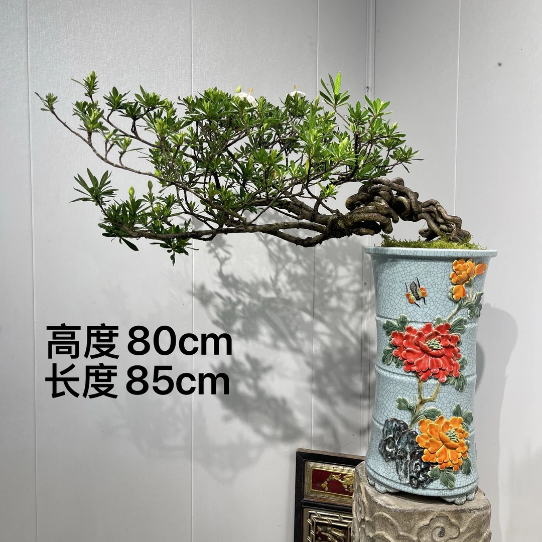 严天盆景|精品老桩年功海星栀子花盆景