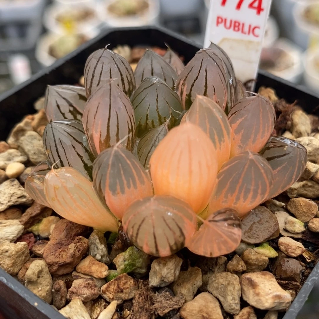 774霓虹灯玉露锦一物一拍