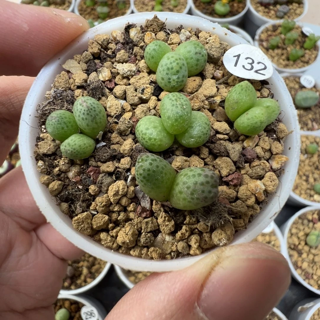 草莓斑马一颗脱土132000