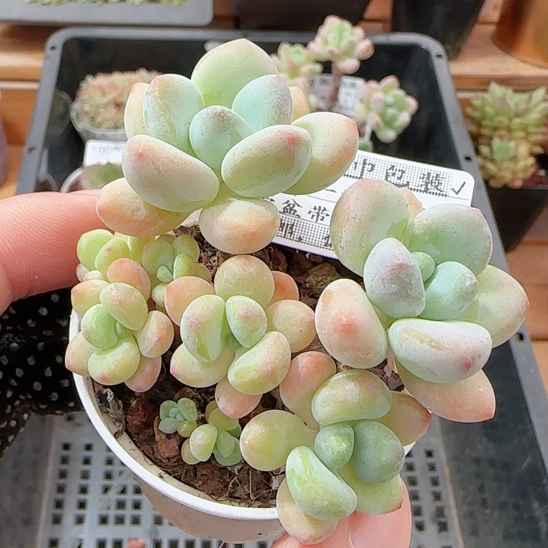 多肉0916-104洛神小老桩