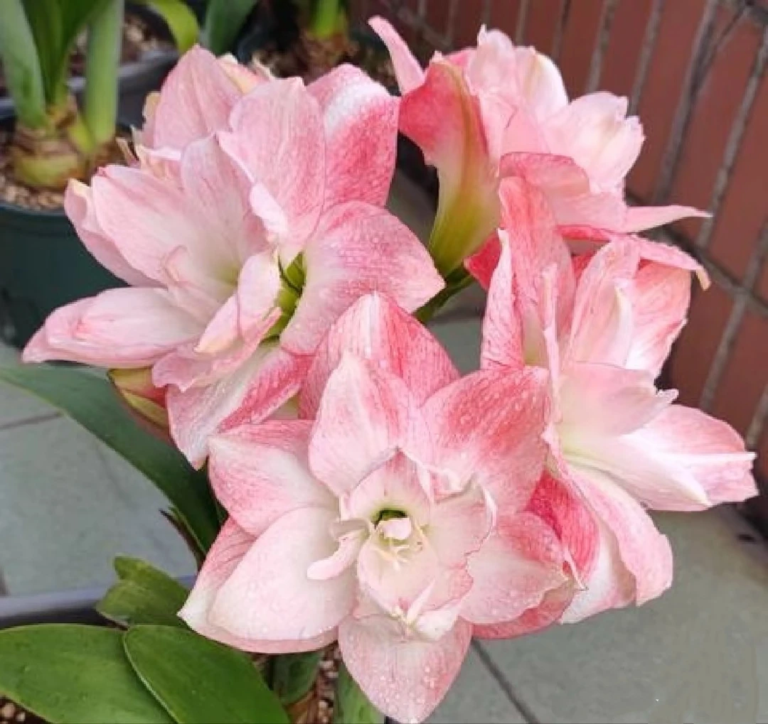 现货 自然球【香吻】艺晓花卉