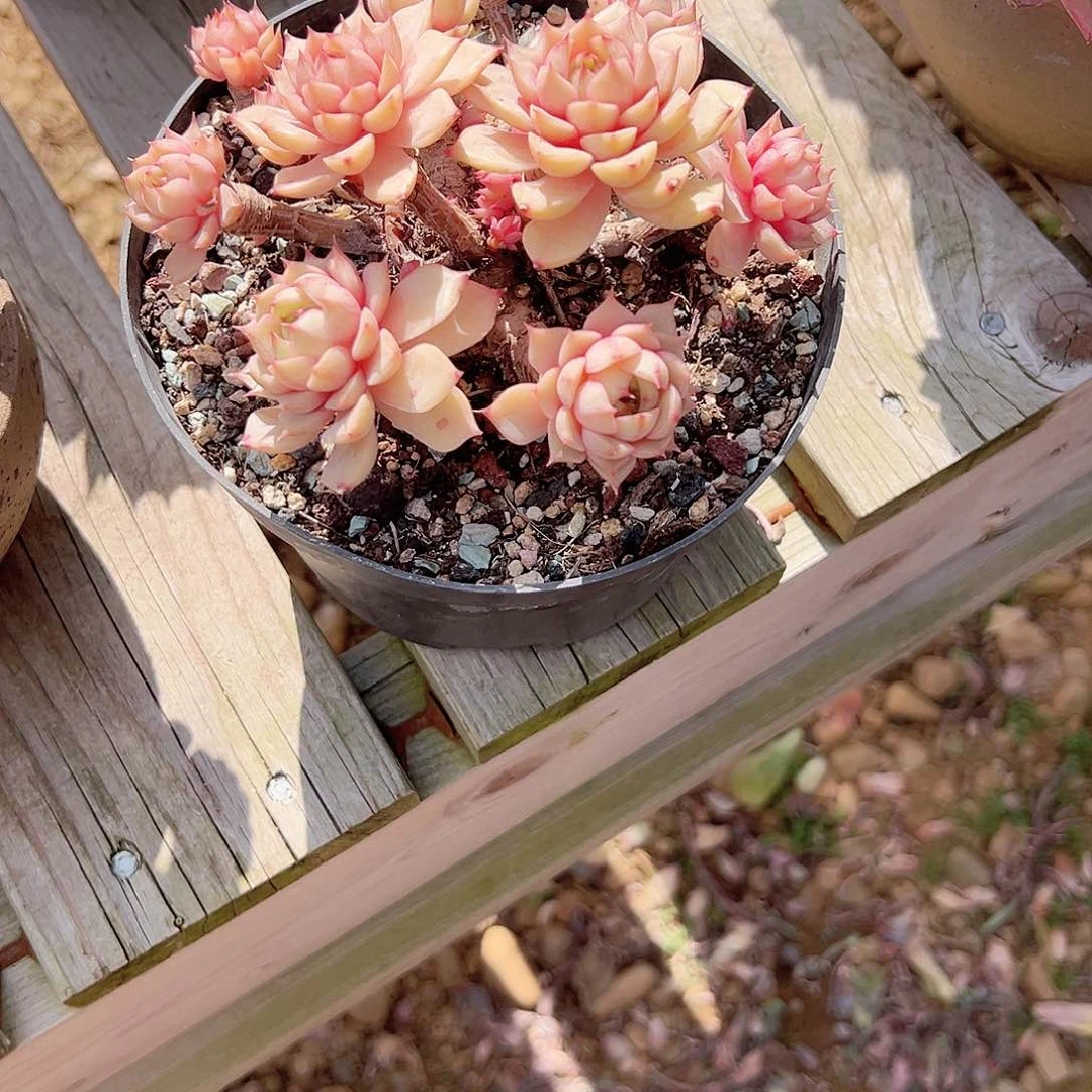 每****心笨吧多肉植物脱土