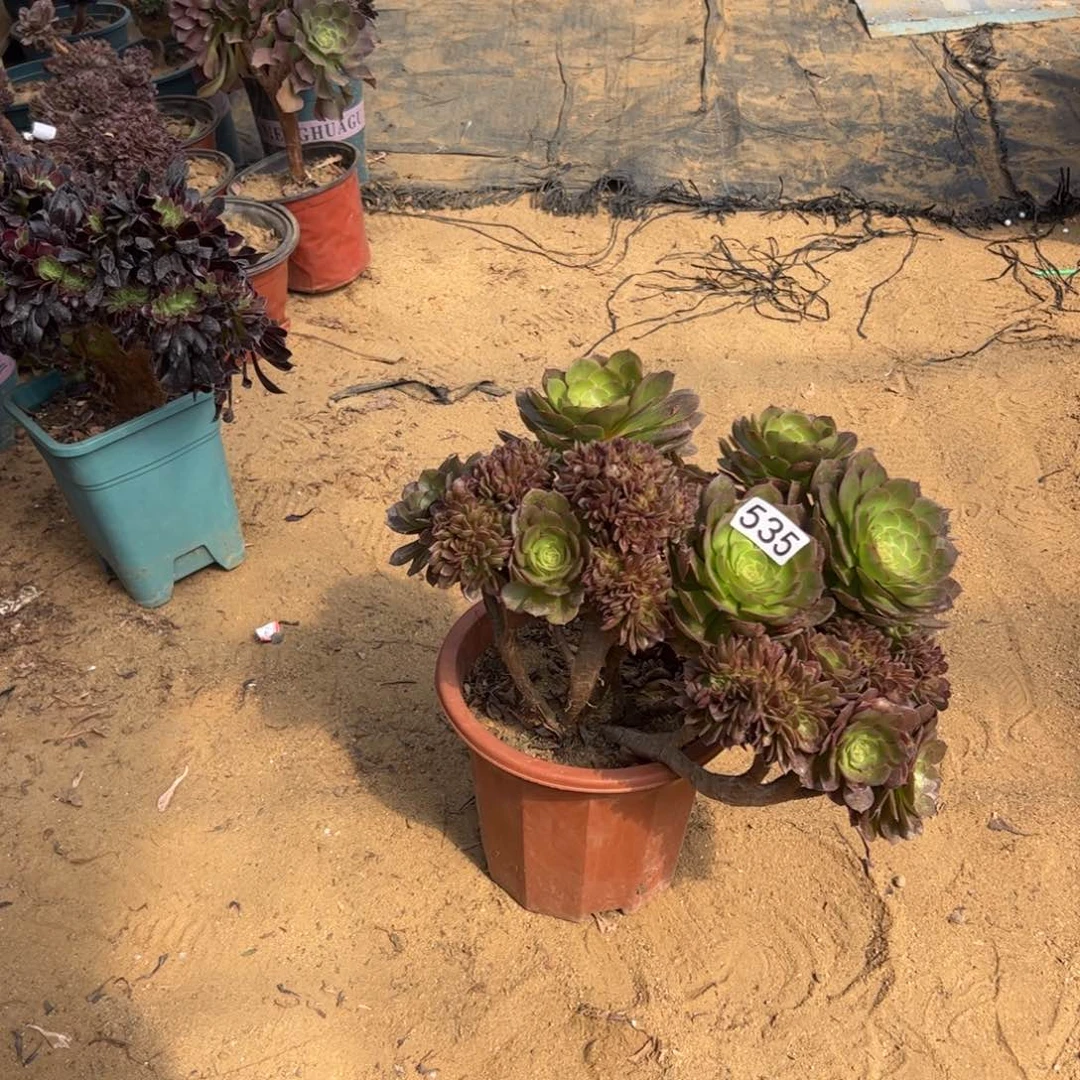 有伤万缀535官府33