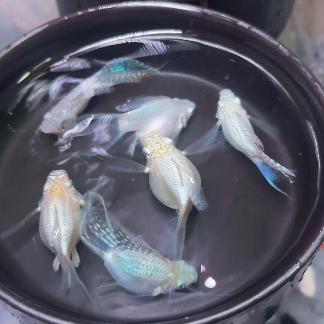 孔雀鱼银白色燕尾玛丽球5➕1备损