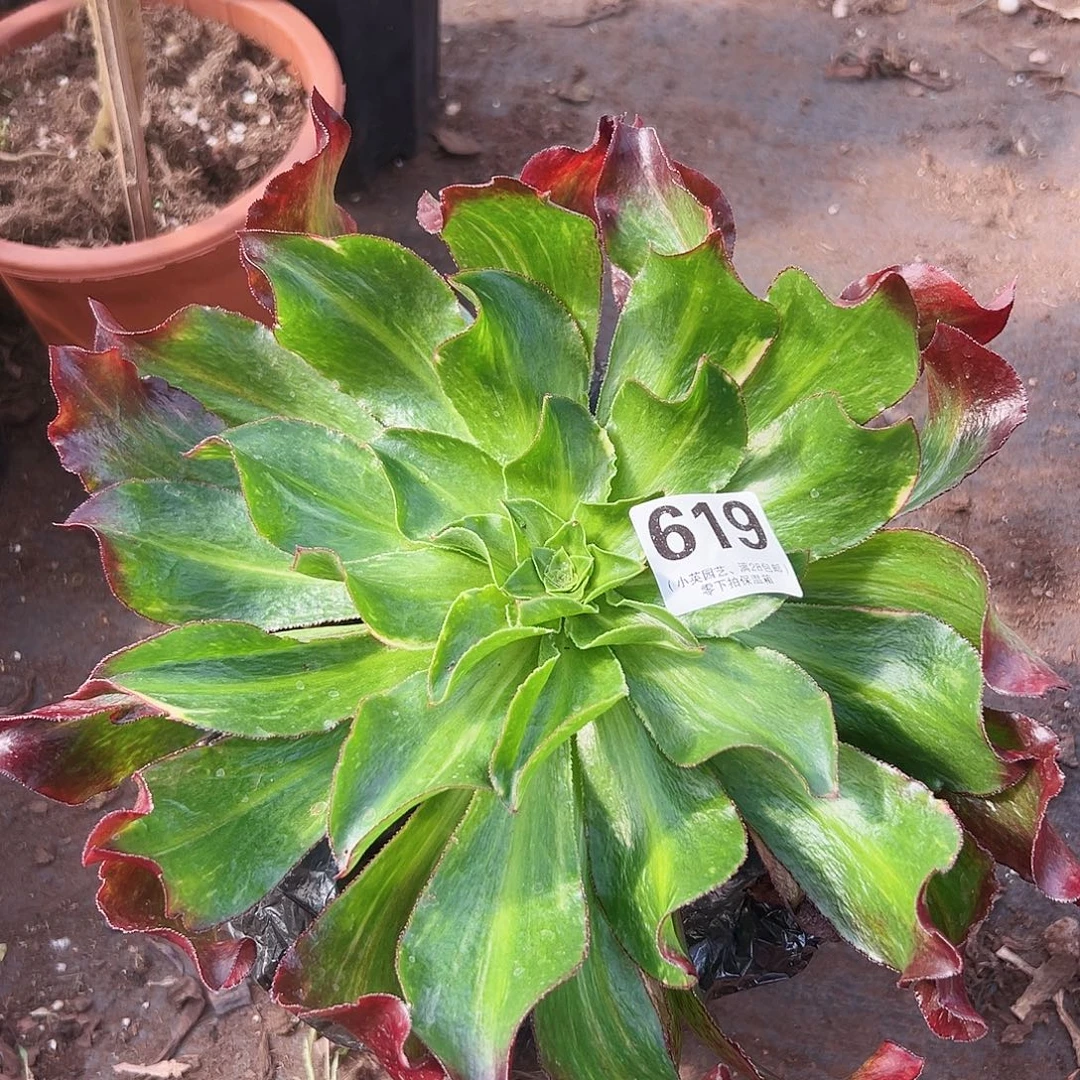 多肉植物多肉植物619