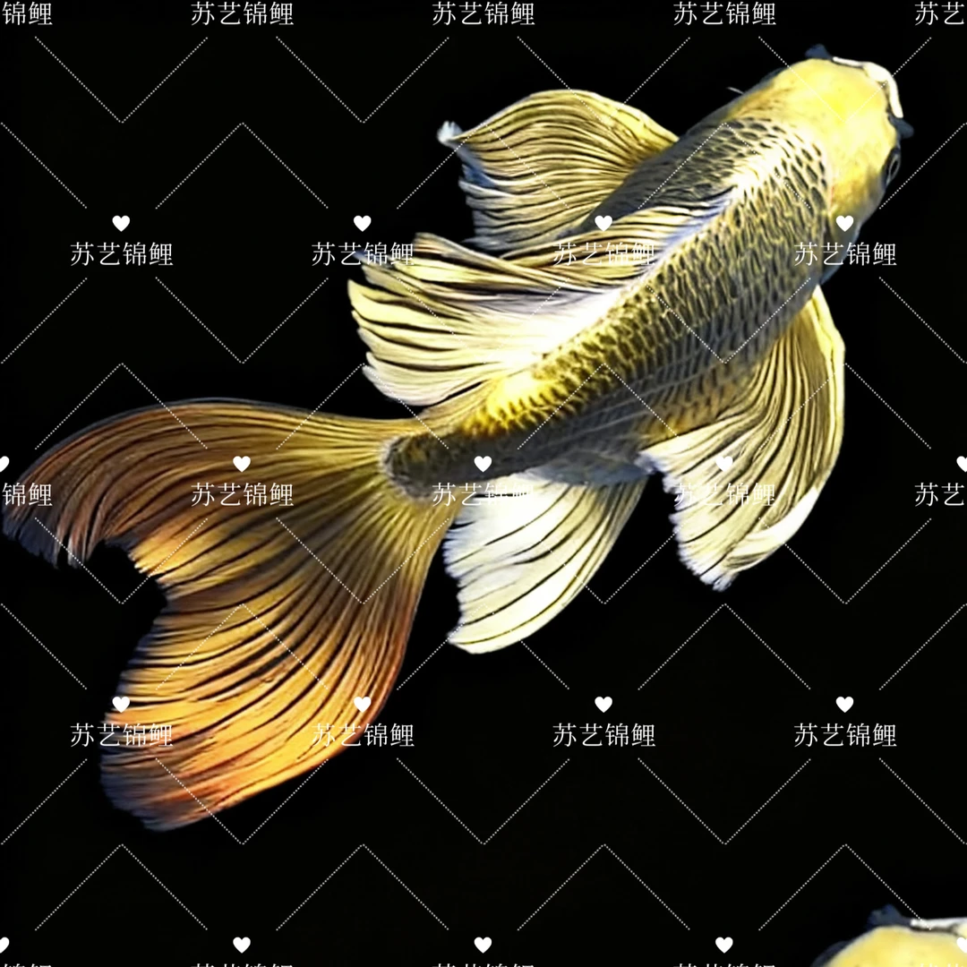 『1-50号』拍对应编号！精品蝴蝶鲤金猫银猫白蝴蝶球型蝴蝶冷水耐活