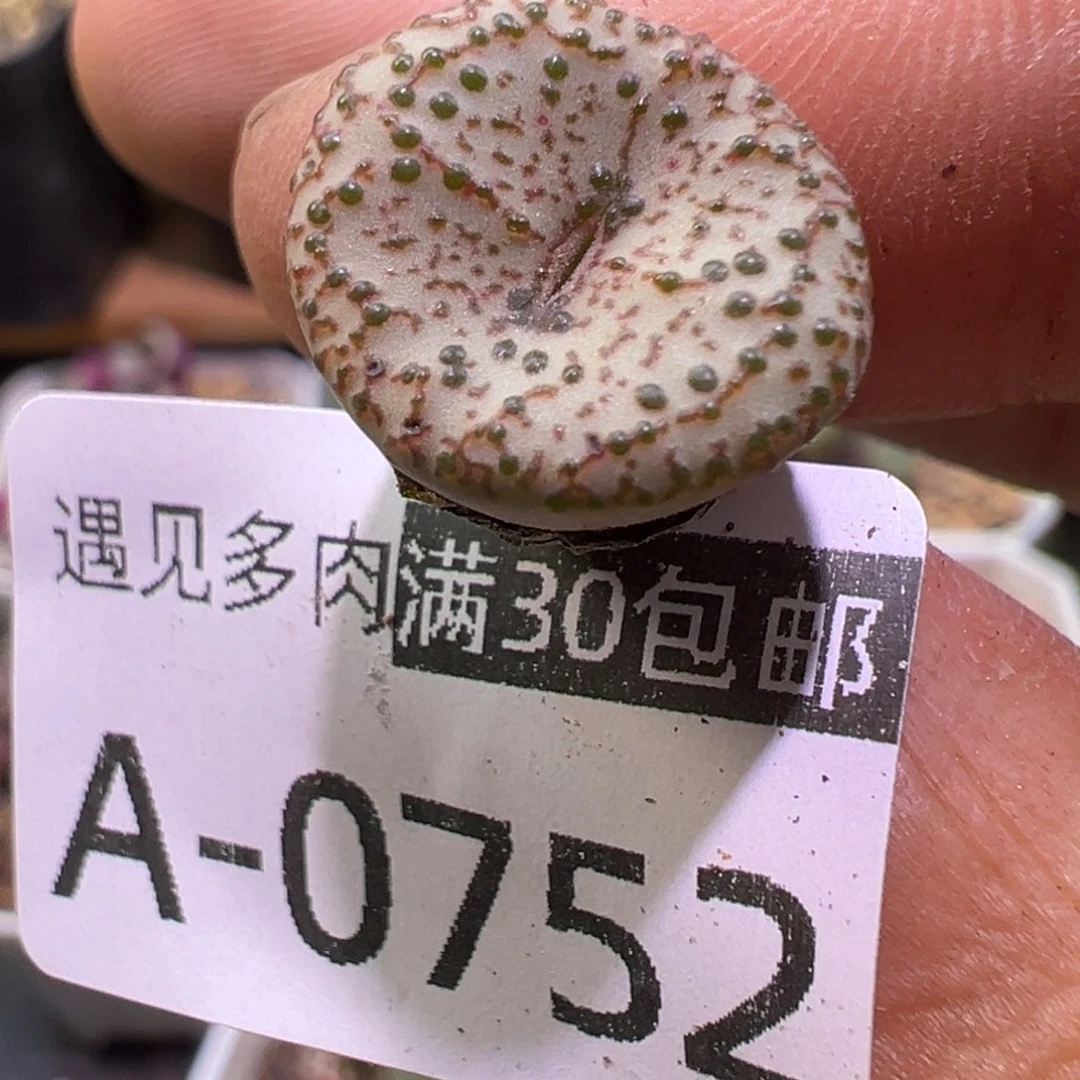 多肉植物1111111111111