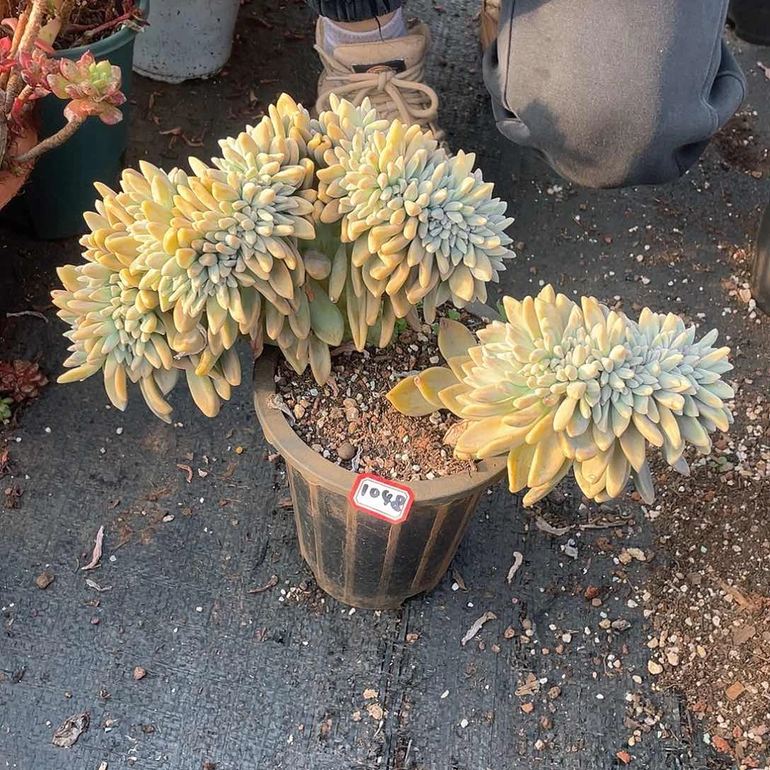 1048 淡雪缀 一物一拍多肉