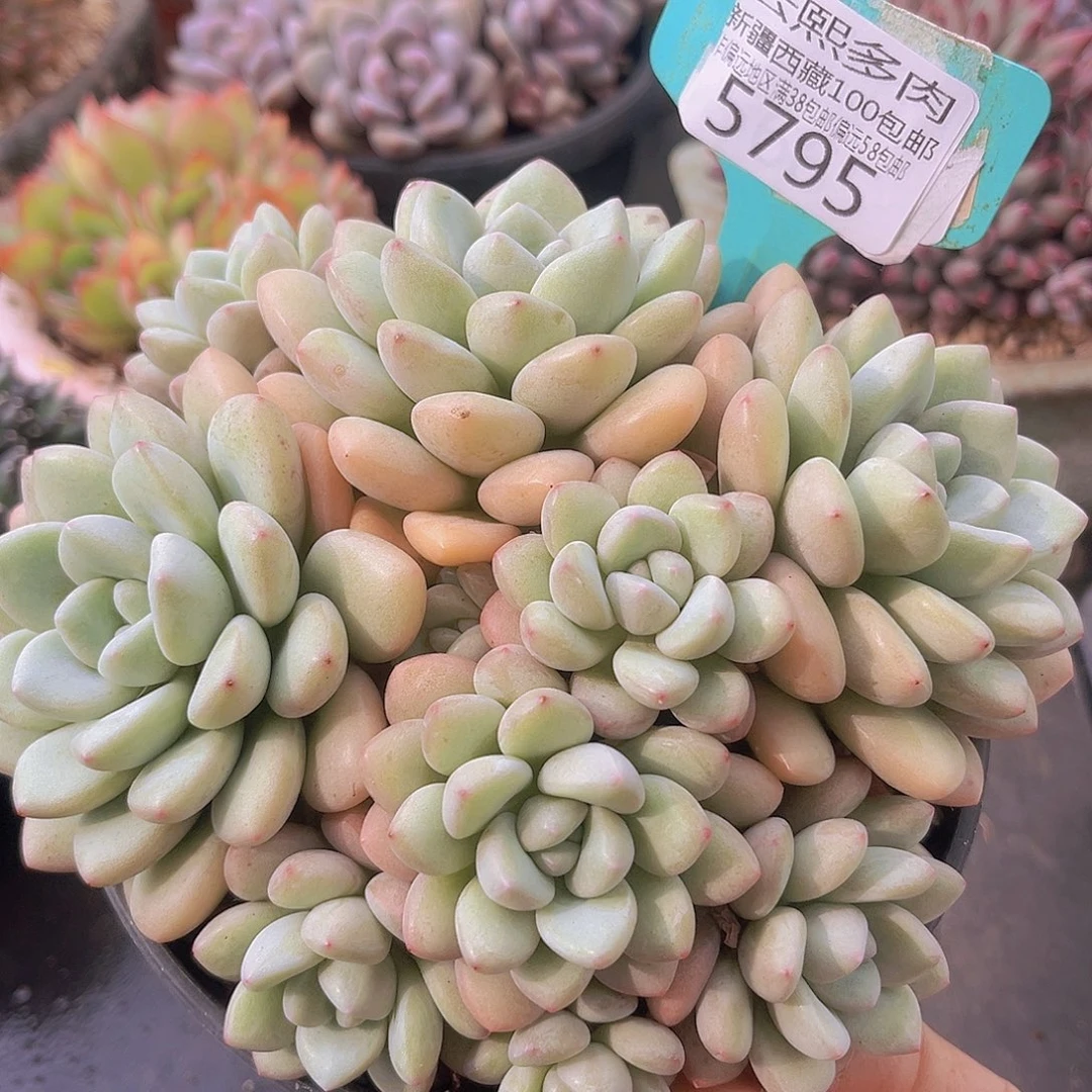 5795泡泡糖多肉植物