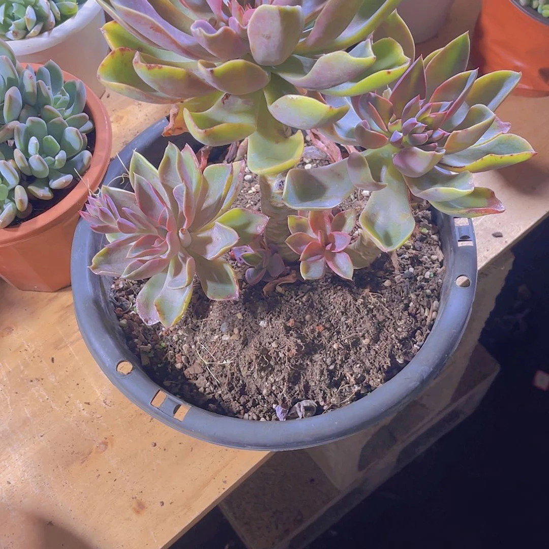 L**S000000000000000000280