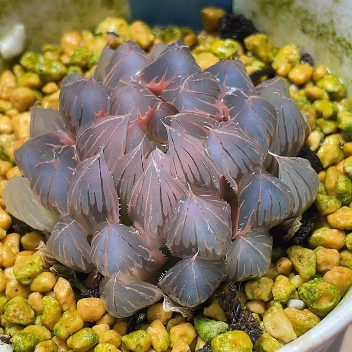 859糊斑霓虹灯锦母本级别