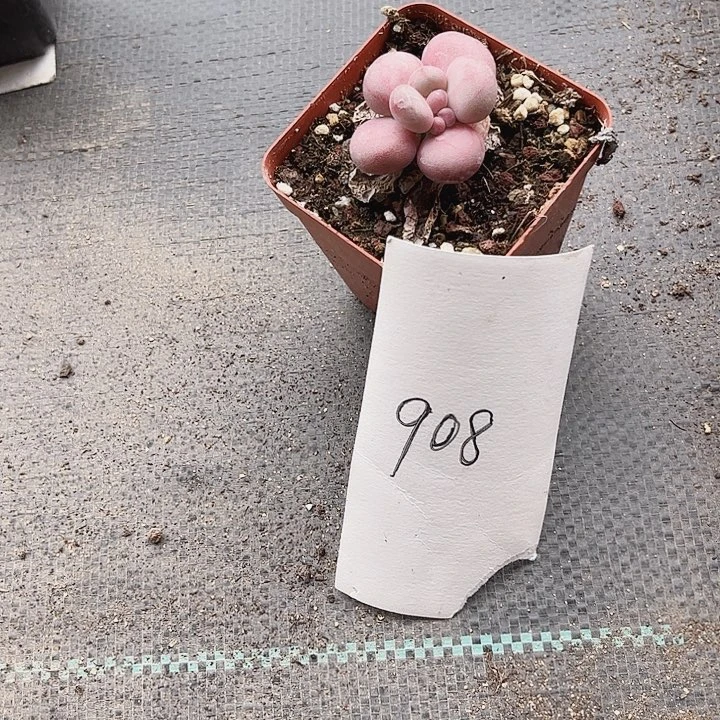 你****恙908密密麻麻密密麻麻吗