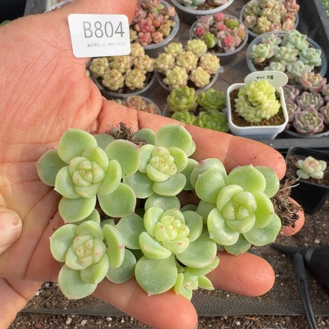 一物一拍一物一拍1026-804